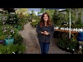 A Tour of My Parent’s Garden Center! 🌿🙌💚// Garden Answer