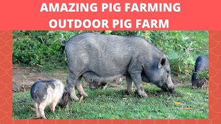 AMAZING PIG FARMING OUTDOOR PIG FARM