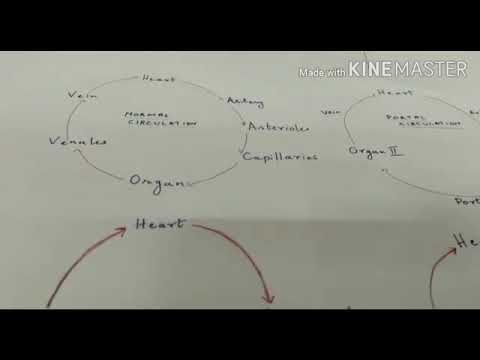 Renal and hepatic portal systems in frog