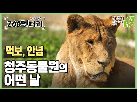 청주동물원에 가을이 오듯 이별이 왔습니다 사자 먹보 안녕 