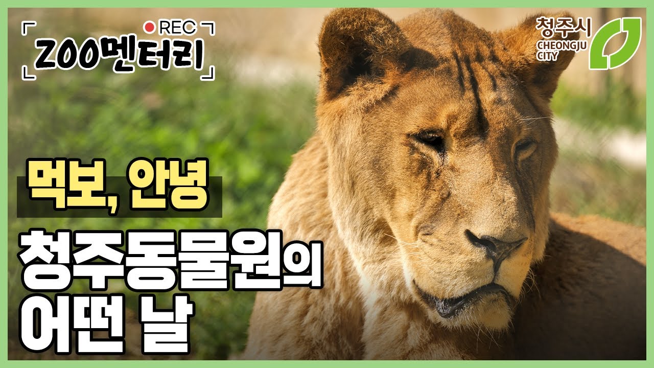 청주동물원에 가을이 오듯 이별이 왔습니다. 사자 먹보, 안녕