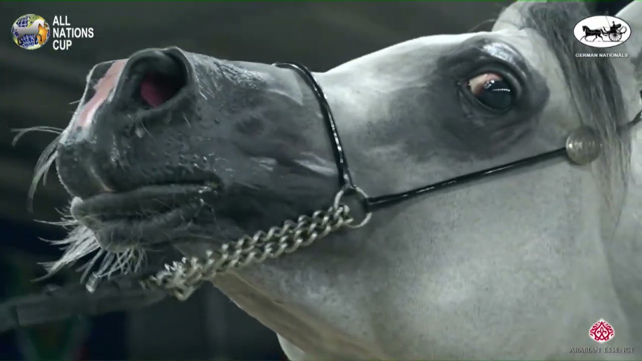 N 31 EL GERONIMO   AACHEN 2022   National Championship   Stallions 4+ Years Old Class 10 12ial   23