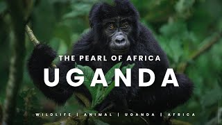 Uganda  2023 | The pearl of Africa 4K