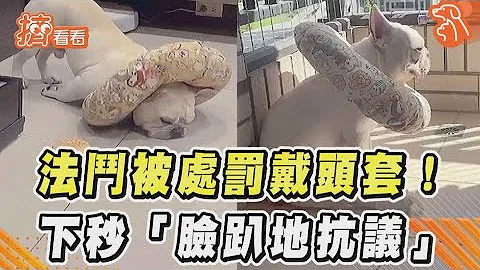 法鬥被處罰戴頭套！　下秒「臉趴地抗議」｜TVBS新聞｜擠看看 - 天天要聞