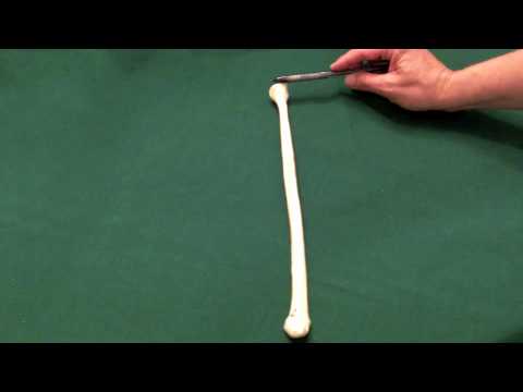 The Fibula