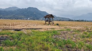 #3 Morning Of INDONESIAN RICE FIELDS