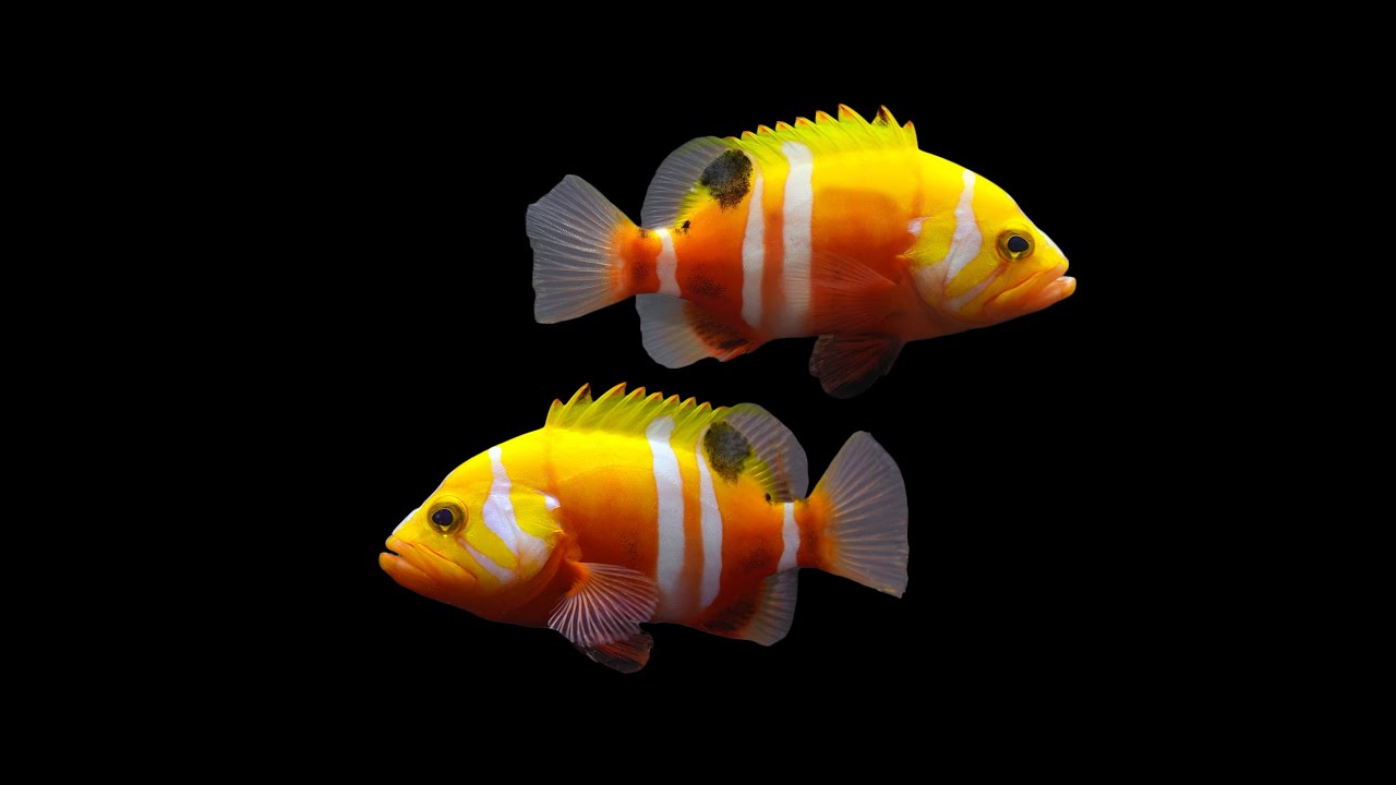 Neptune Grouper has arrived! 🤯 YouTube