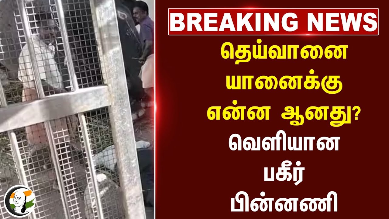 #breakingnews : தெய்வானை யானைக்கு என்ன ஆனது?வெளியான பகீர் பின்னணி | Tiruchendur Temple Elephant