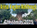 [HD] Animal Kingdom park Walkthrough 2019: Christmas time @ Walt Disney World | Walking Tour