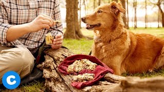 No-Bake Trail Mix Bar DIY Dog Treat | Chewy Eats