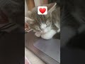 спит котёнок засыпает бай бай 