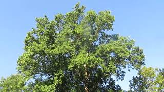 The CHIP-A-CANOE tulip poplar before it was topped out!