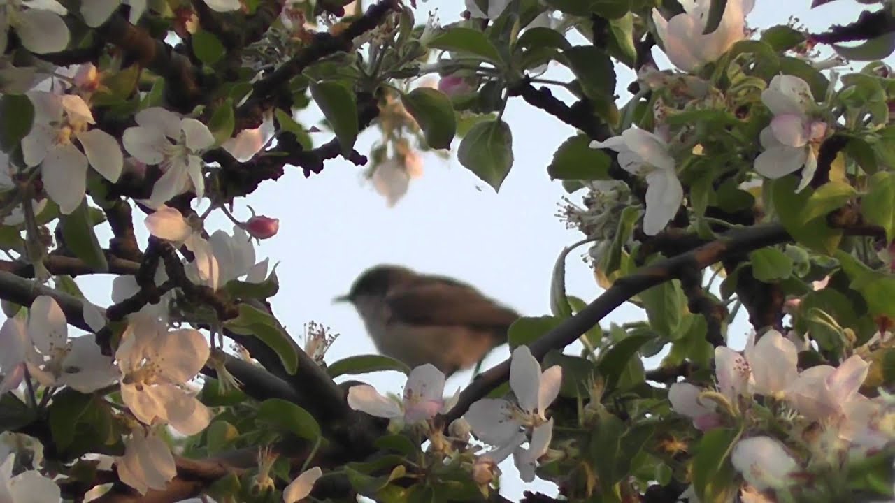 Bird Songs - Pěnice pokřovní - Sylvia curruca - Lesser Whitethroat
