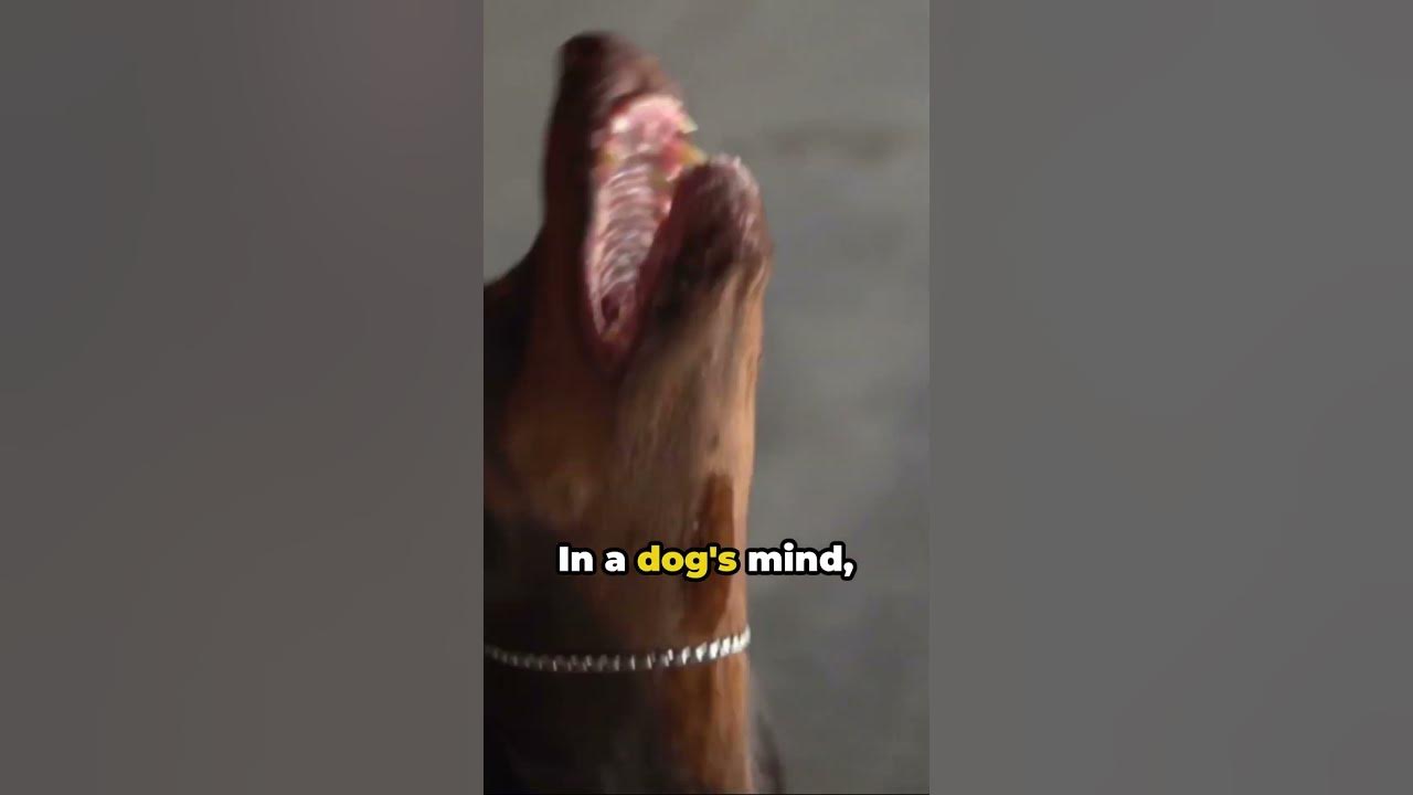 "Bark and Mail Exploring Why Dogs Dislike the Mailman!" YouTube