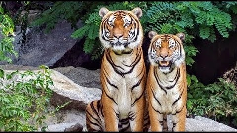Freeks wilde wereld  De Sumatraanse tijger