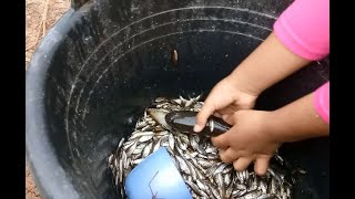 PASANG BUBU PAYUNG DENGAN UMPAN DEDAK DI CAMPUR BAWANG PUTIH