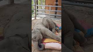 Junior Wants to Sleep but Ton-Nao Wants to Play! Cute Baby Elephants - Thai Elephant Story