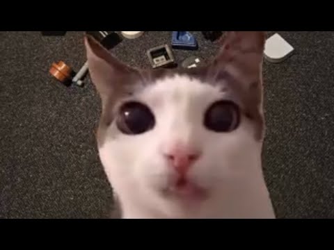 This cat eats Legos