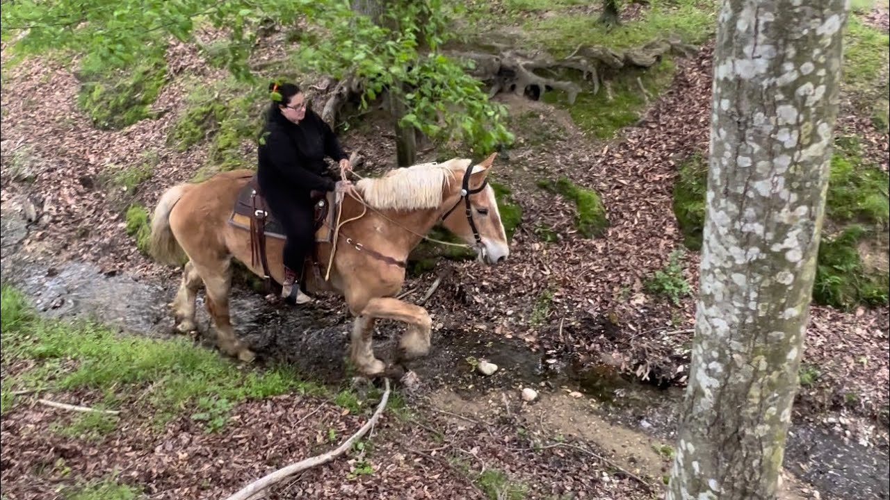 SOLD “Cash” on the trail