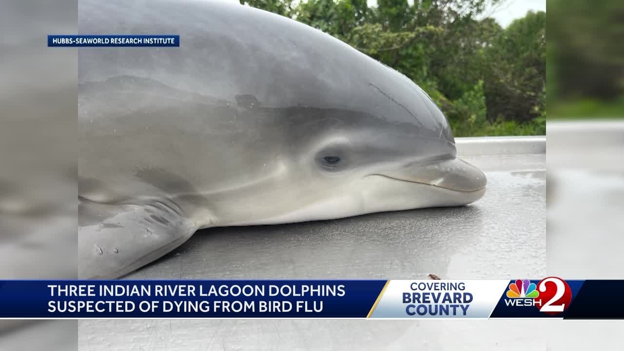 3 Florida dolphins die from suspected bird flu