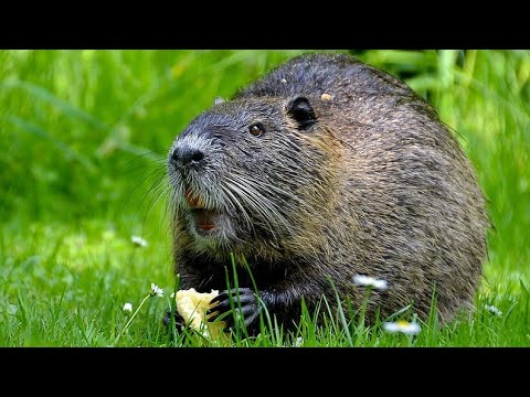 Video: De ce nutria are dinți portocalii?