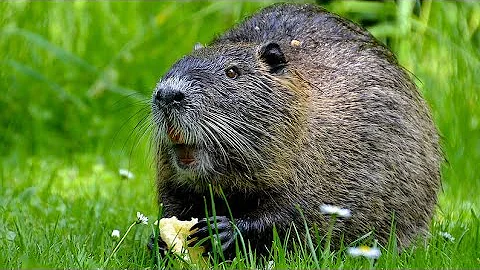 Che gusto ha la nutria?