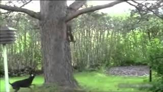 Ardilla Y Perro Juegan A Las Atrapadas