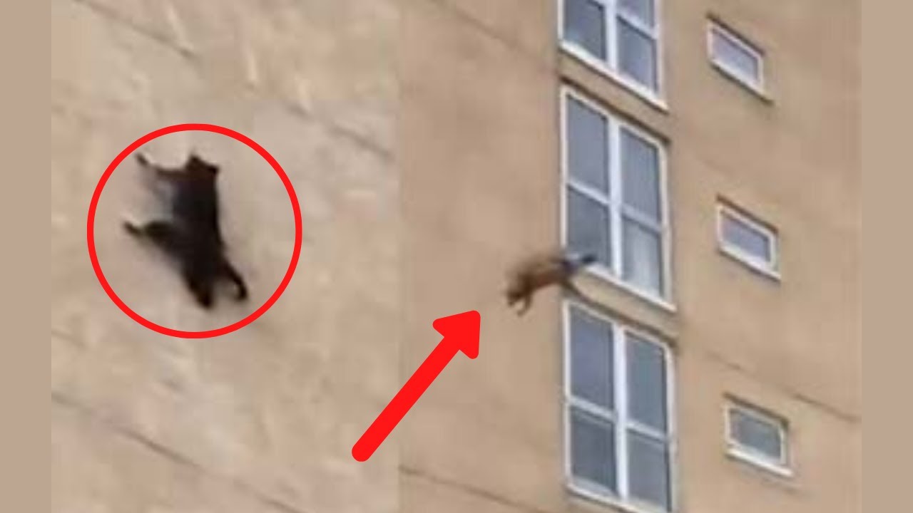 Cat Fails - Baby Cat Fun and Fails - Funny Cat Videos 2020