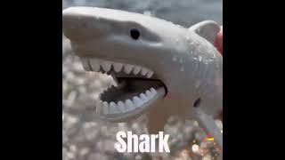 Great White Shark Stream Peek!