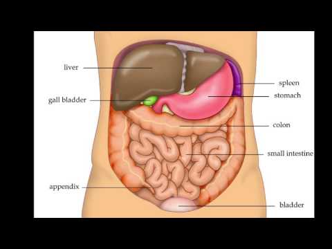 Wideo: Anatomia, Funkcja I Schemat Prawej Tętnicy żołądka - Mapy Ciała