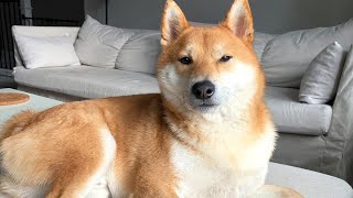 Shiba Inu  Everything you need to know in 10 minutes