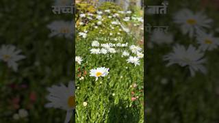 Blooming in Melbourne #flowers #summer #melbourne #lyrics #green #bloom #flowers #wind #travel