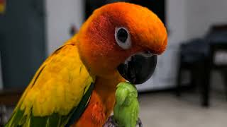 Sun Conure - 3 by Birds Bucket 350 views 5 months ago 3 minutes, 13 seconds