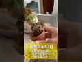 【植物お手入れ】金盛丸 サボテン カチカチ土から植え替える #ベランダガーデニング