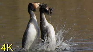 Haubentaucher balzend - Pinguintanz  -- Great Crested Grebe at Courtship