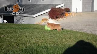 Shiba Inu Puppies