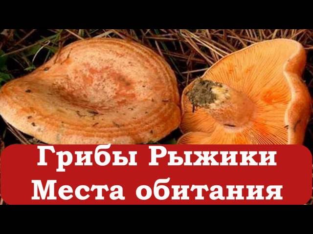 Рыжики Грибы Фото Съедобные И Несъедобные