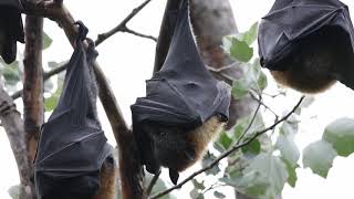 Grey headed flying foxes, Wolli Creek