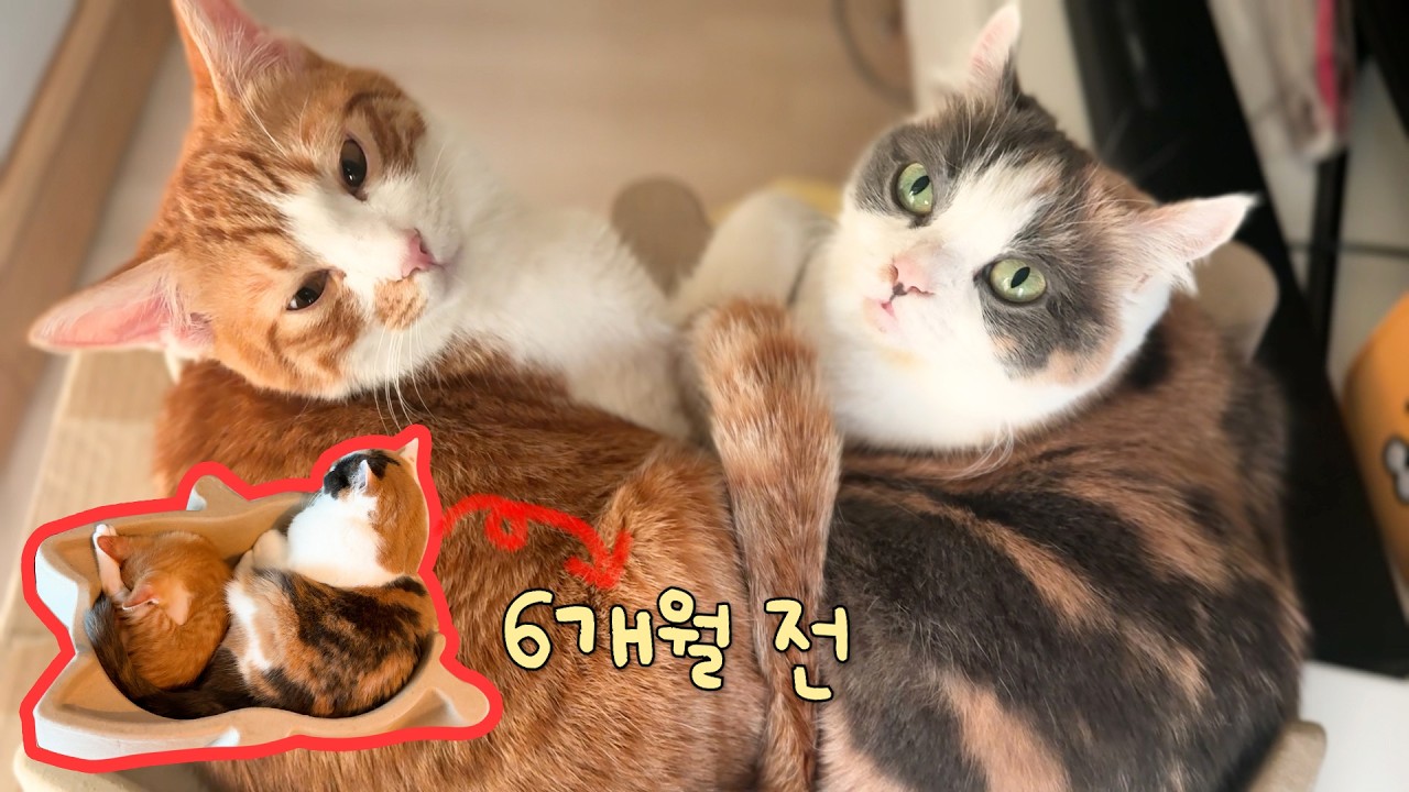 아직도 자기가 애기라고 생각하는 동생 냥이