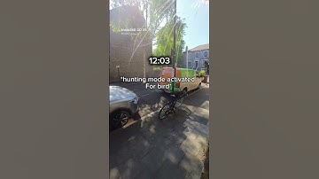 take a peek at a day in the life of a London cat through the lens of @insta360 GO 3S #cat #cute