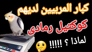 مميزات وعيوب الكوكتيل الحبشى(الرمادى) فى التربيه والانتاج والسعر