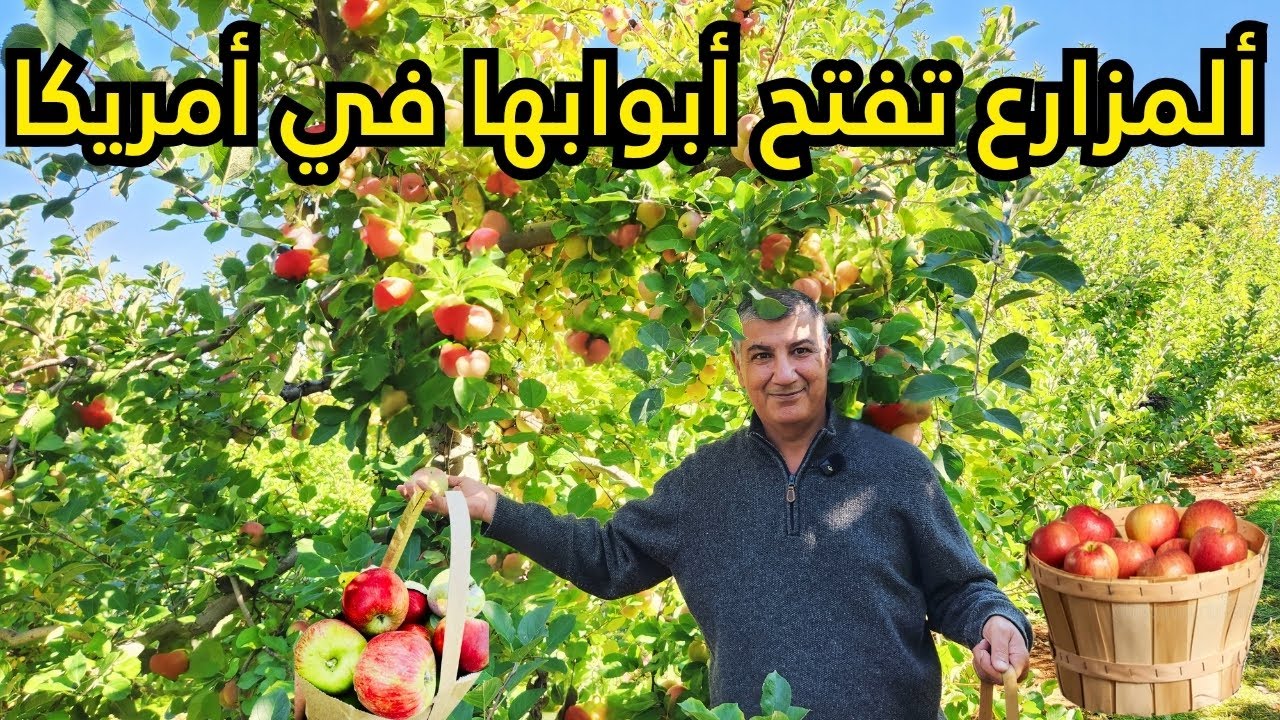 امريكا - في موسم قطف التفاح المزارع تفتح ابوابها للناس