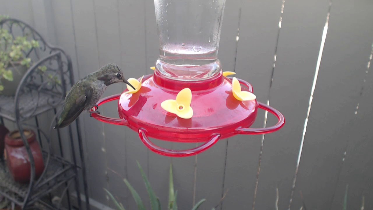video phone beyonce mp3 Bella Hummingbird Nest Cam 09-02-2018 15:31:30 - 16:31:30