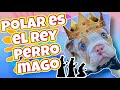 Polar mi bulldog inglés Sorprende a niños con ¡Regalos!