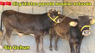 Download Lagu ☎️ 94 723 23 24 @ Qirg'iziston va Uzbekistan Buqalari sotuvda 🇰🇬🤝🇺🇿 MP3 Download Lagu ☎️ 94 723 23 24 @ Qirg'iziston va Uzbekistan Buqalari sotuvda 🇰🇬🤝🇺🇿 MP3