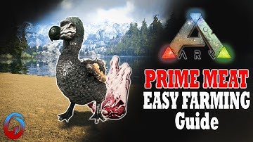 Easy Prime Meat! Ark Survival Evolved Guide