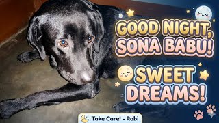 Download lagu Robi ke bare Mai .YouTube my family love you #YouTube #night #Labrador #robi 
