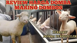 Download Lagu REVIEW HARGA DOMBA MARINO DOMBOS TERBARU  MP3 Download Lagu REVIEW HARGA DOMBA MARINO DOMBOS TERBARU  MP3