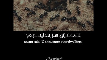 سورة النمل ١٧-١٩ بصوت الشيخ إدريس أبكر...Surah Al  Naml ayats 17-19 by Sheikh Idress Abkar