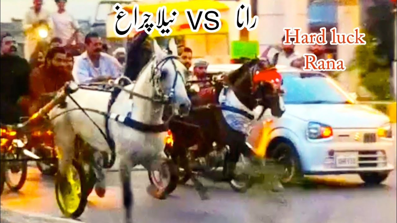 Nella Ciraag Vs Rana Horse Race// 04/05/2025